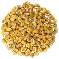 Maiz amarillo